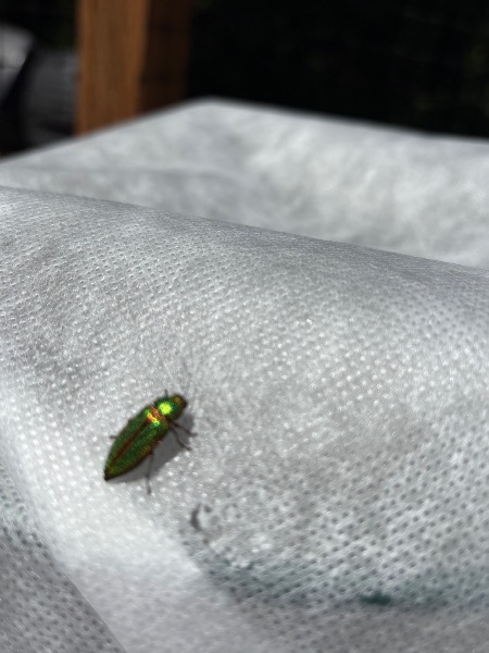 Emerald Ash Borer