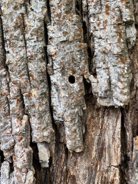Hole in trunk