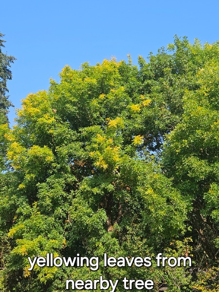 None of our other Oregon Ash trees seem to be turning color yet. This tree is close to the west Oregon Ash tree.