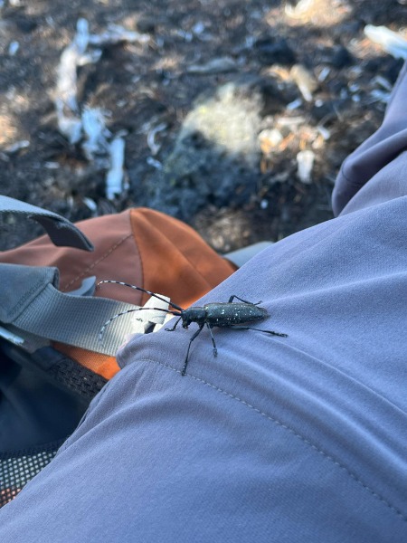 Beetle sitting on pant leg.