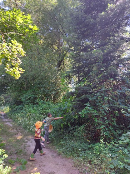 My boys pulling kudzu vines off of an evergreen tree.