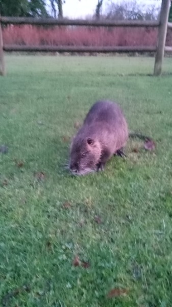 Adult nutria in Stringfield Family Park, Oak Lodge