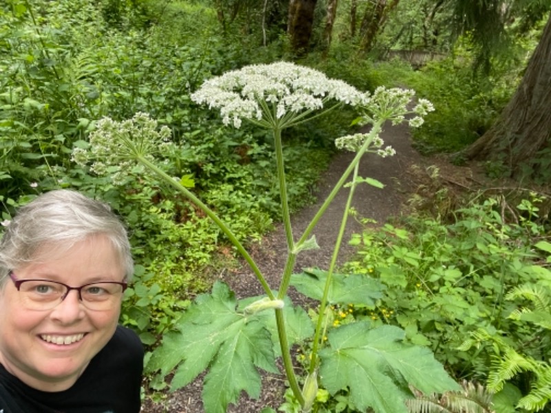 Pretty sure this is hogweed. Found near the dog creek loop at Milo mciver.