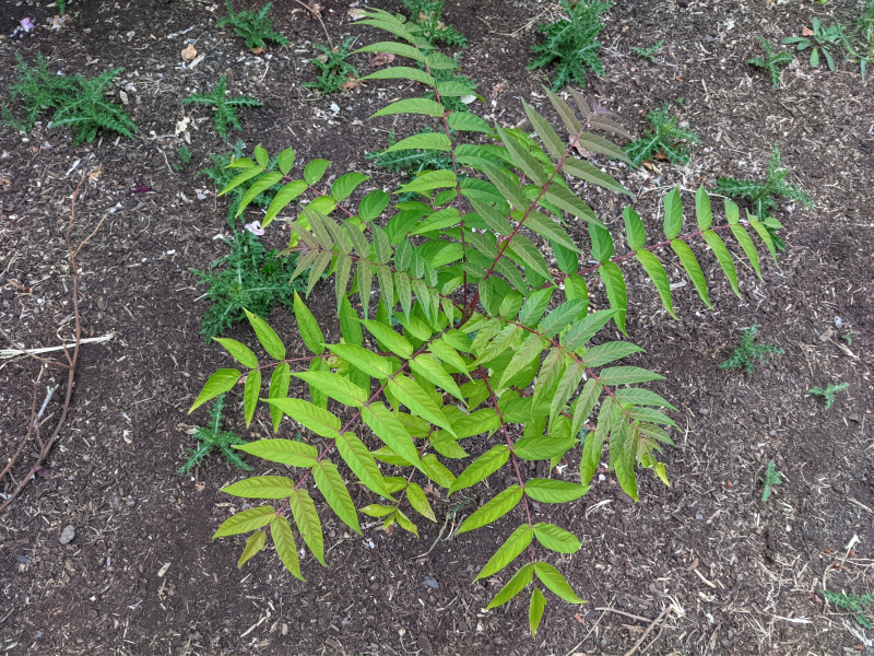 Top view of tree.