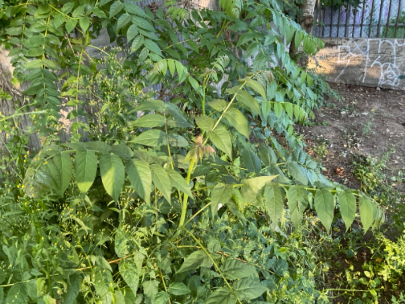 smaller trees nearby in same area