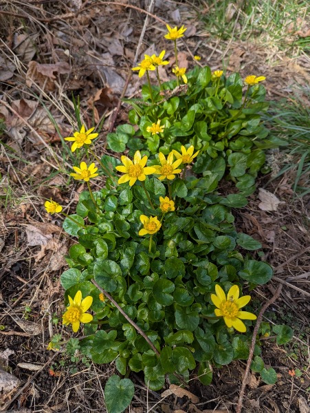 Invasive Ficaria Verna