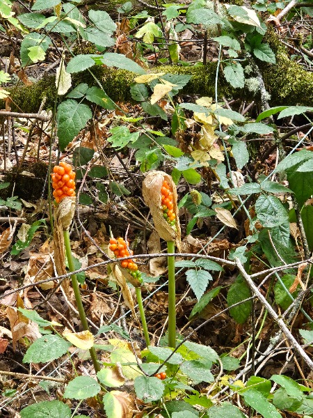 Noble Woods Italian Arum 08/18/2025