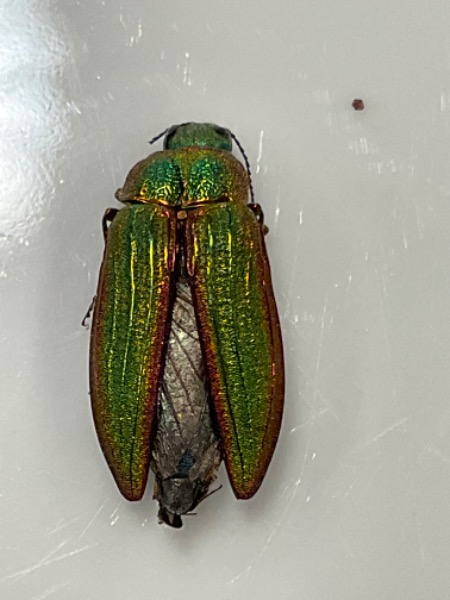 Emerald borer?