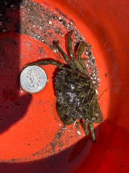 Size next to quarter