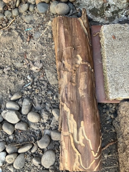 photo of a log in my firewood.