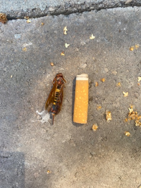 After smashing it which greatly reduced its body mass. Cigarette butt for scale.