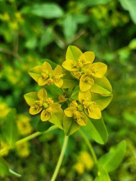 Close up of the yellow flowers