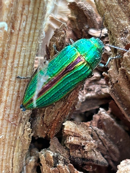 Adult specimen