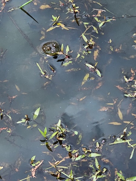 Bullfrog at meriwether national golf course