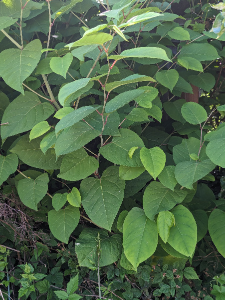 Probable japanese knotweed