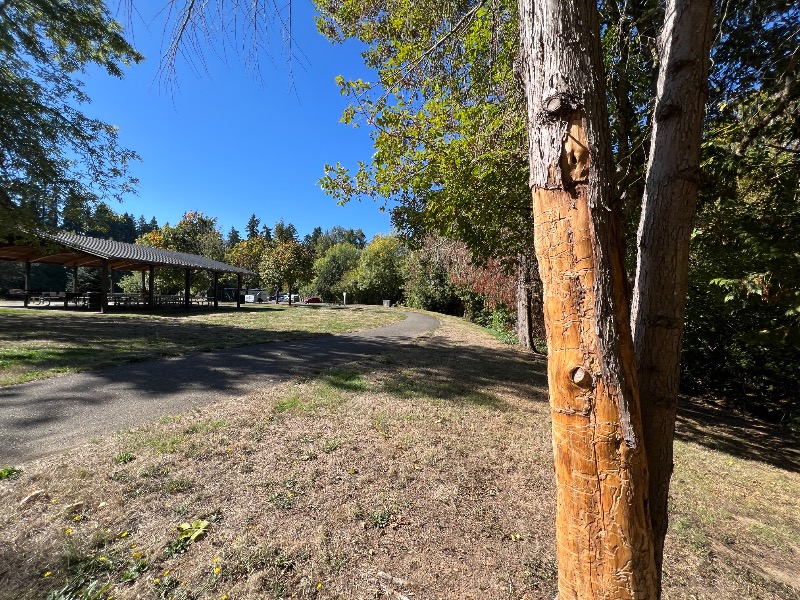 Oregon Ash damage Cook Park
