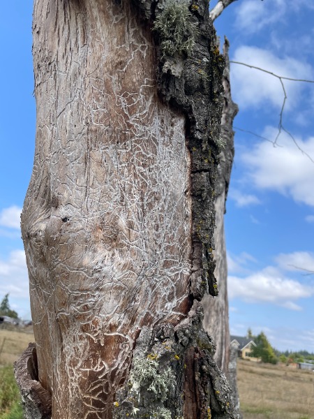 older s shaped tunnels beneath bark