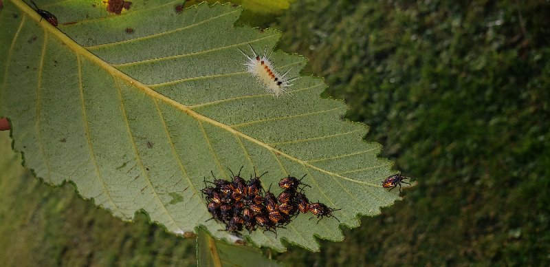 aggregation of true bug nymphs on underside of alder leaf