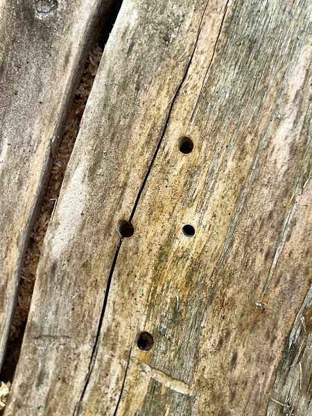 Bore holes in Oregon Ash