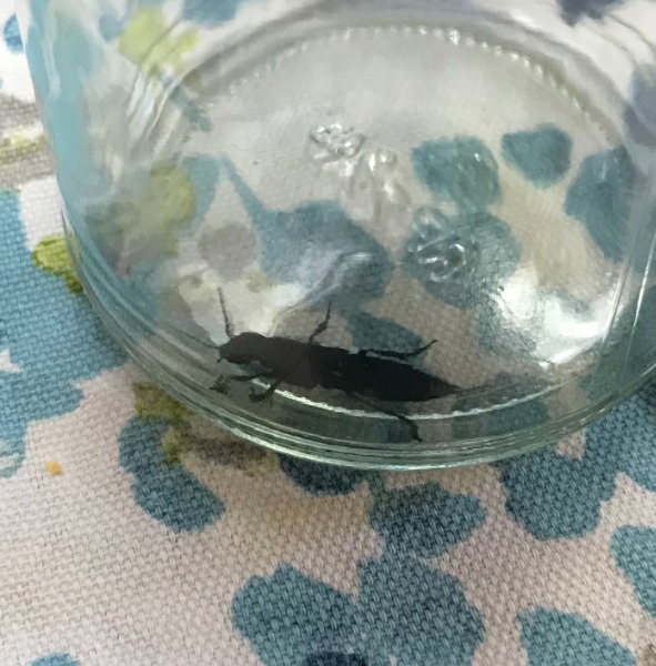 I have it in a jar not sure if I should release or if it is invasive.  I haven't seen one here before.  I have only live in this house for 26 years