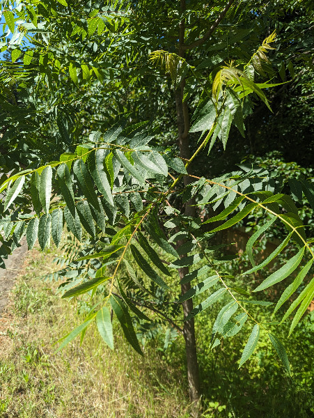 Large fronds