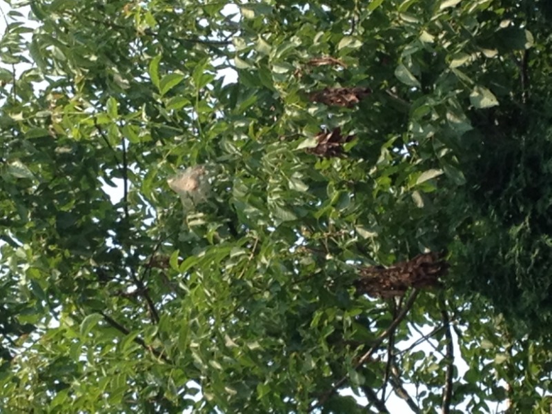 Nest in walnut tree