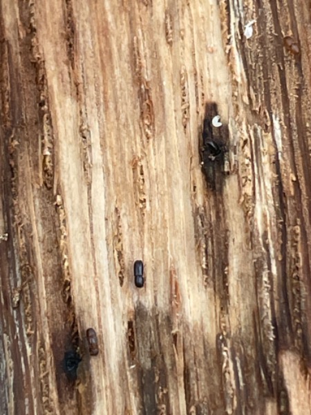 Ambrosia beetle?