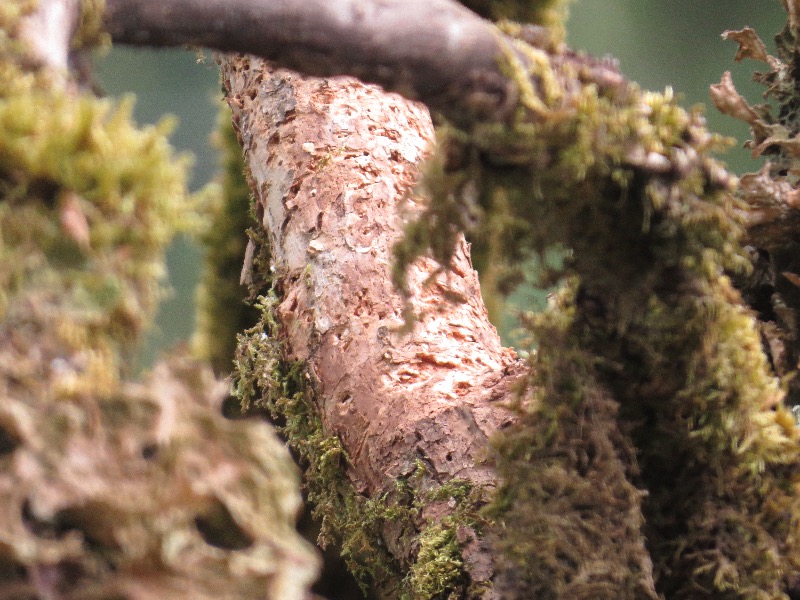 Larvae tunnels on limb after woodpeckers have removed bark