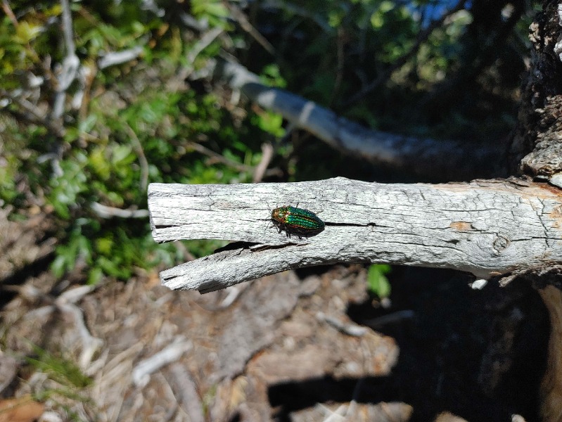 On a branch