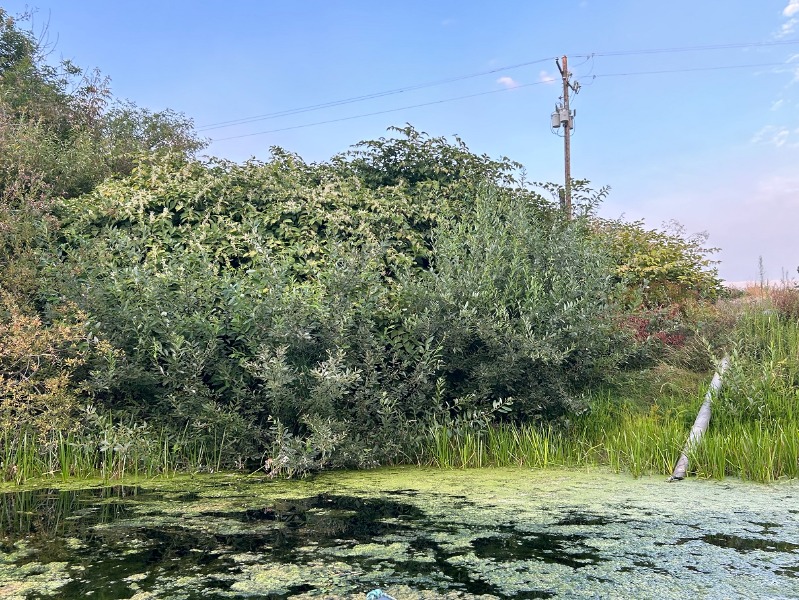 GPS Coordinates are embedded in the photo's data
