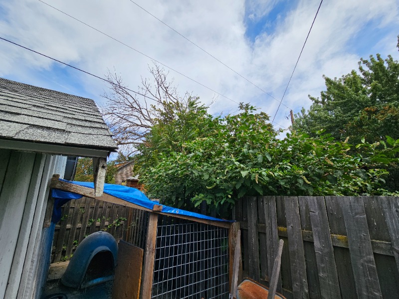 Pokeweed against my fence, and the top of the tree of heaven in the back just beginning to touch tbe utility lines.