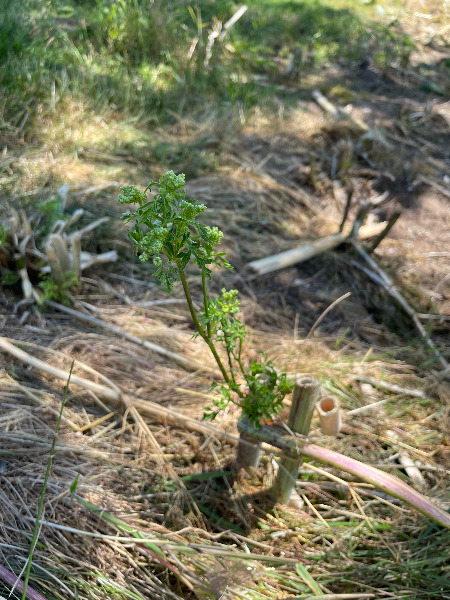 New growth on a chopped-down plant (was over 6 ft tall)