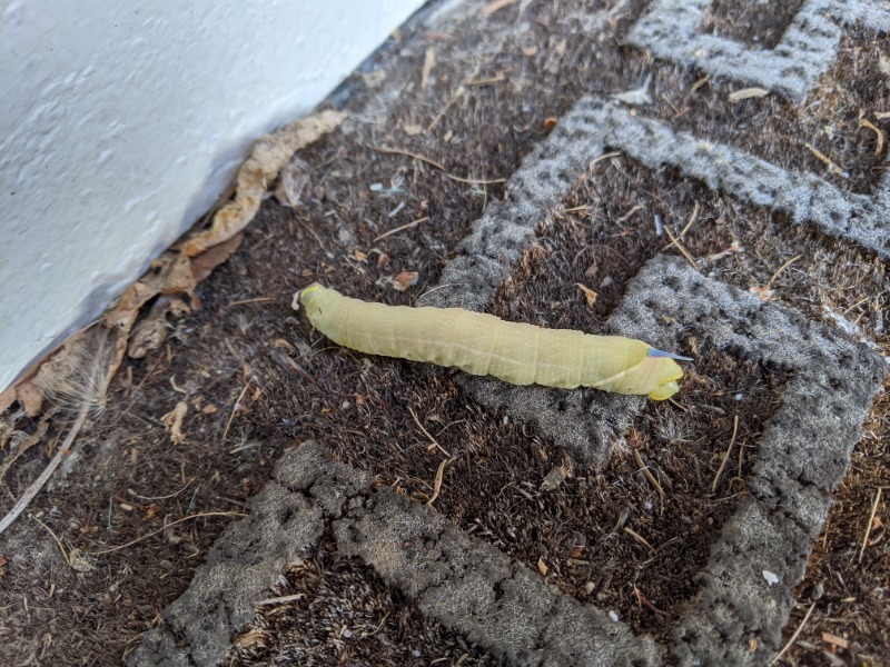 Lime hawk caterpillar?