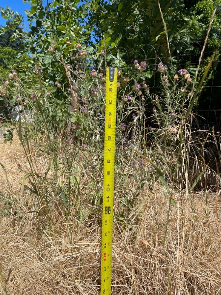 Tape measure displaying 26"; flowering knapweed (species unkown) near intersection of Avalon Dr and Rebecca Ave