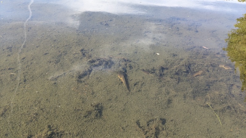 bullfog tadpole 1x zoom