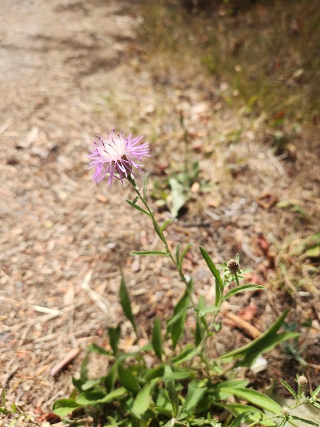 Suspected knapweed