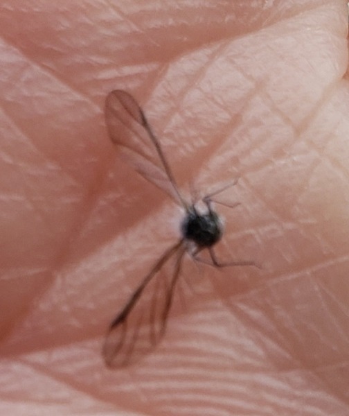Unknown fly Gresham OR #2 10/21/23