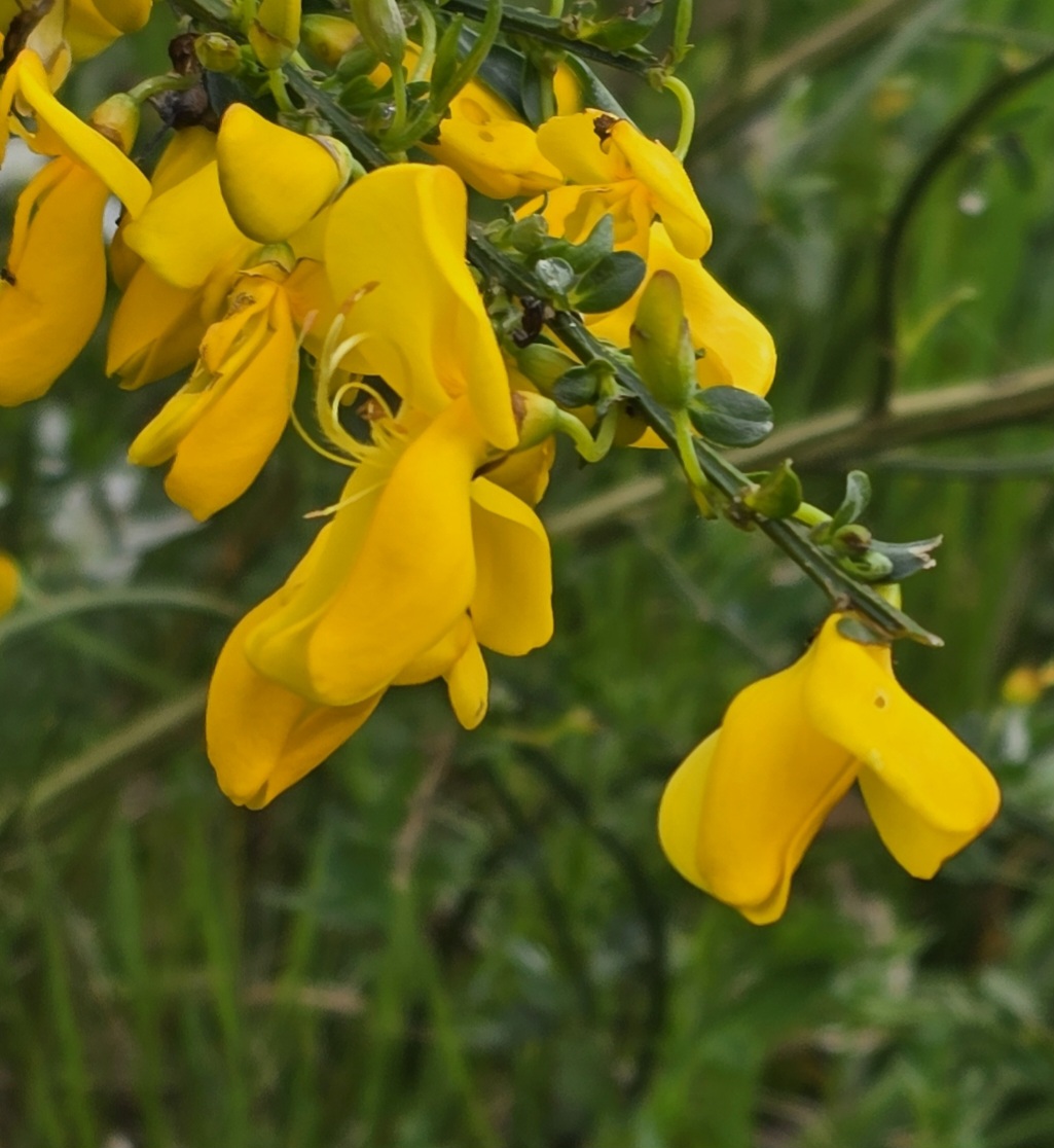 Gorse?