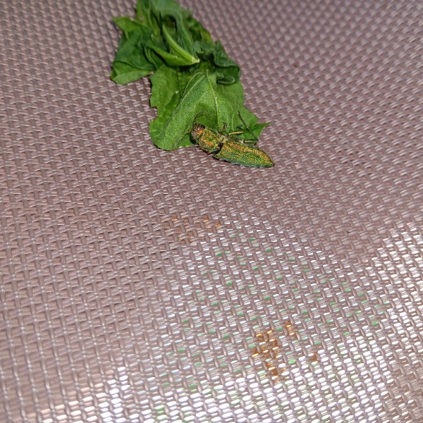 bug