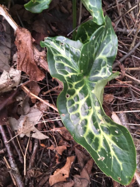Italian arum leaf