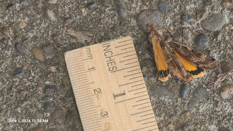 Apparent Large Yellow Underwing moth invasive.