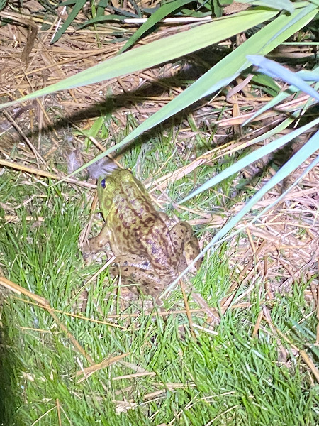 American Bullfrogs along Fanno Creek Trail near Englewood Playground East.