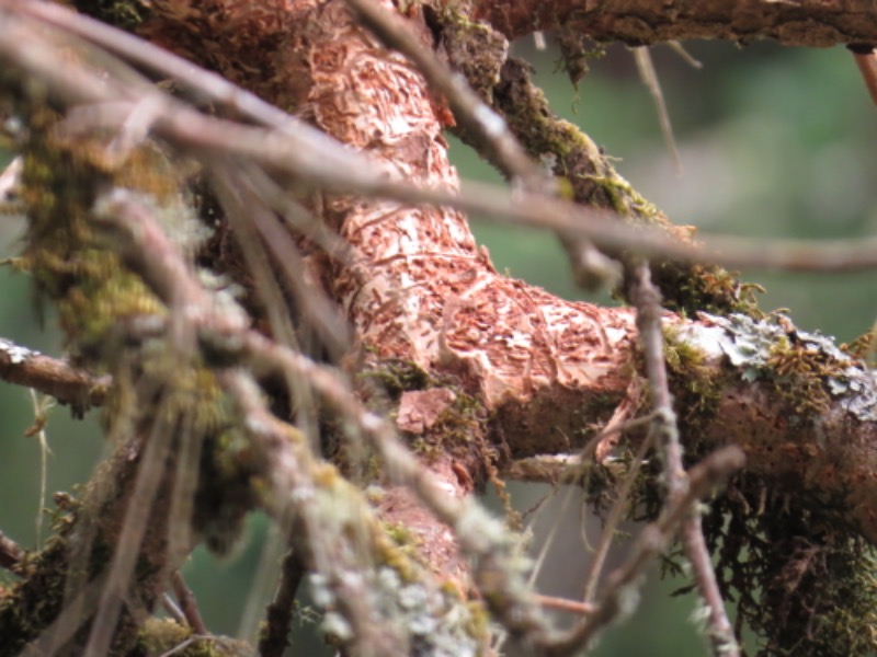 Larvae tunnels on limb after woodpeckers have removed bark
