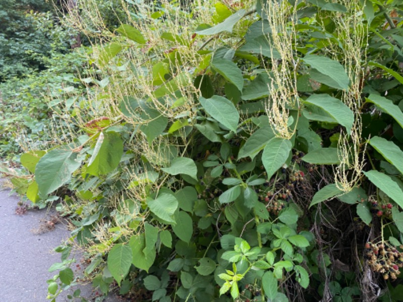 Knotweed