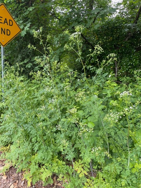 Poison Hemlock on SW Canyon Dr. at SW Canyon Ln. Washington County, OR