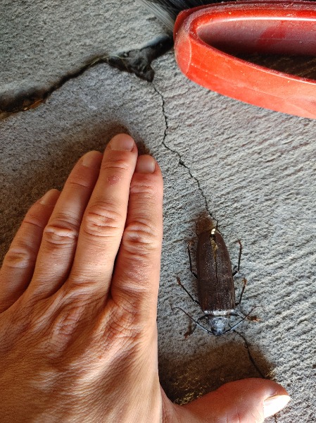 Big beetle