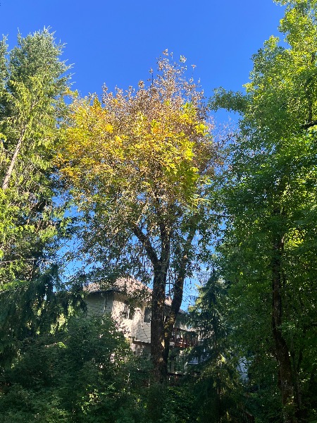 North side of tree