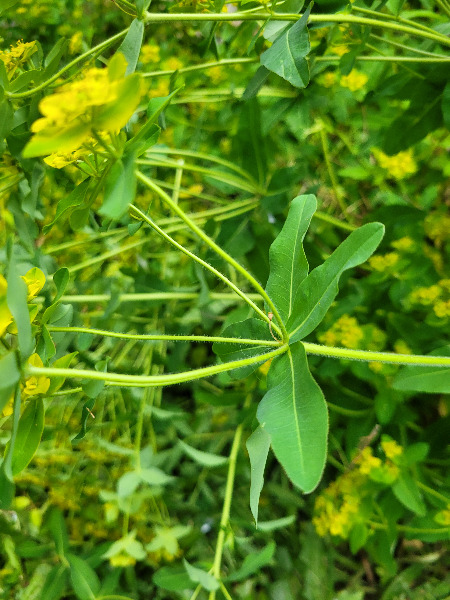 Photo of the stem showing fine hairs on it