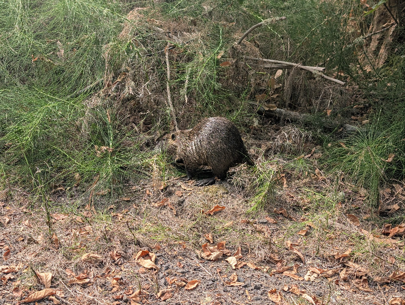 nutria
