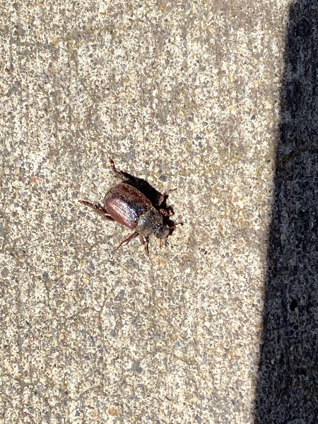 Japanese Beetle?